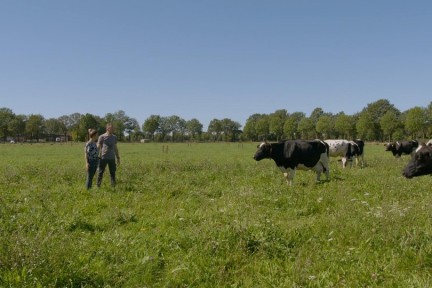 De melkveehouderij van familie Ansems