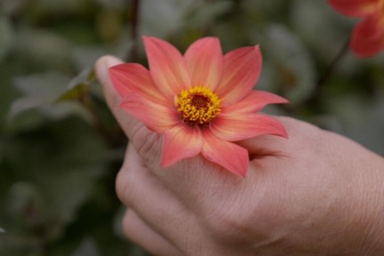 Dahlia tuin van bloemist Marieke Nolsen