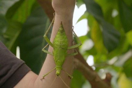 De bewoners van de Hortus in Leiden