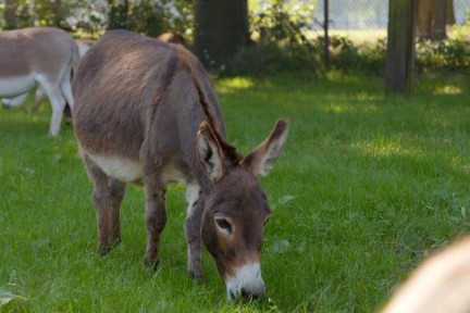 Schattige mini-ezels in Schijf