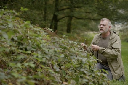 Bramenstruiken in Oosterbeek