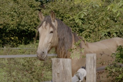 Natuurlijke paardentuin
