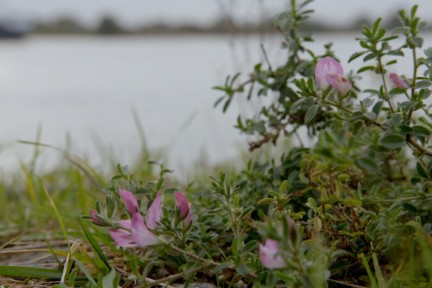 Winterbloeiers in de Bemmelerwaard