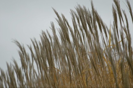 Duurzame lifestyle-expert Marieke is in Haarlemmermeer bij twee boeren die olifantsgras kweken.