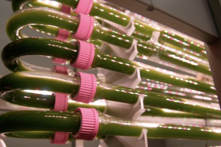 Chef-kok Rosah maakt in De Kwakel kennis met misschien wel het voedsel van de toekomst: algen.