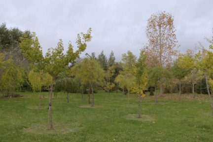 In Wedde begint professor Oudemans 18 jaar geleden een arboretum. Nog elke dag wordt hij vrolijk van een unieke collectie treurbomen.