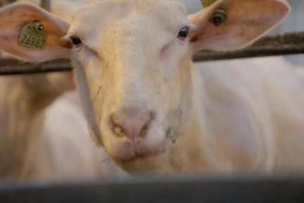 Op deze schapenboerderij maken ze heerlijke halloumi
