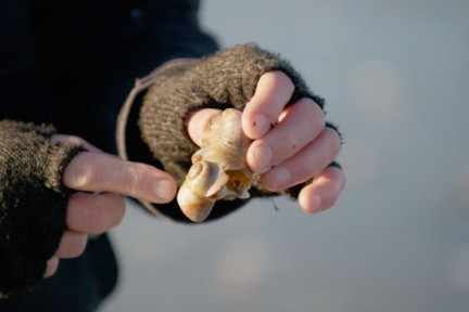 Biologisch jutter Wilbert bijna dagelijks de meest bijzondere schelpen.