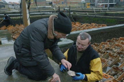 op Valentijnsdag proeft Alain een Zeeuwse delicatesse: oesters