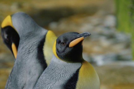 Pinguïns staan symbool voor de liefde