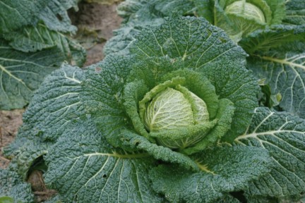 vlakbij Groesbeek worden groenten op een bijzondere grondsoort geteeld
