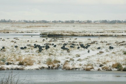 Vogelaar Camilla ziet hoe vogels de kou trotseren in de polder