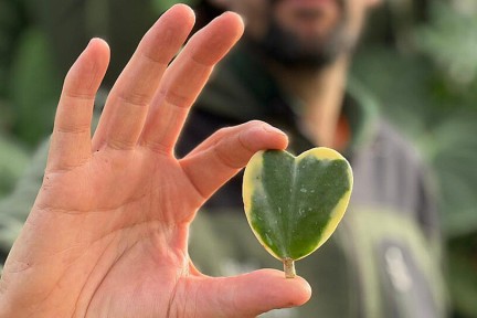 Rogier van Vugt met hartvormige planten