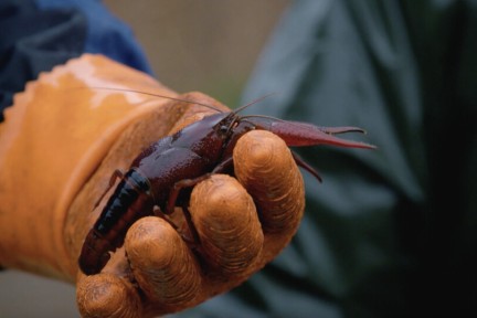 Onderzoeker Fabrice speurt naar de rivierkreeft