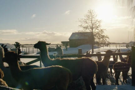 Mara runt met ziel en zaligheid een alpaca opvang in Zeeland