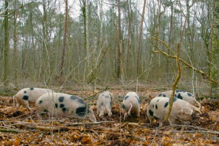 In het Arnhemse bos helpen varkens met het beheren van de natuur