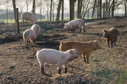 Varkens in de open lucht