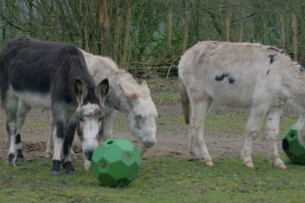 Blije dieren op een boerderij in Mariënvelde