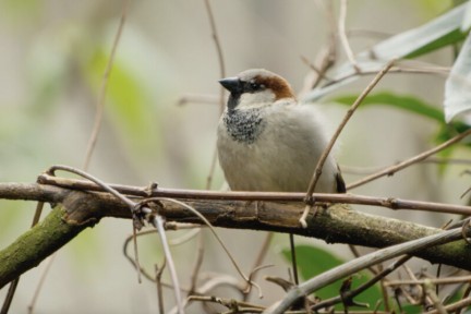 Camilla zet de bedreigde huismus in het zonnetje