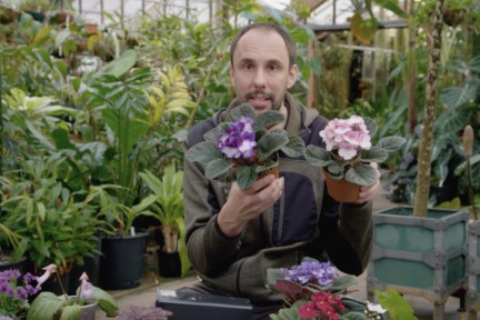 Alles over gewone én Kaapse viooltjes