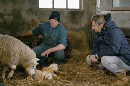 Leon proeft schapenkaas op Texel tussen talrijke net geboren lammetjes