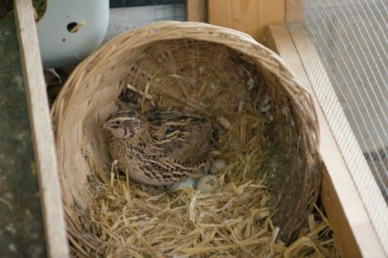 De kwartelkuikens van Tanja zijn net uit het ei