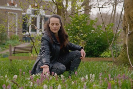 Sterhyacinten in bloei in deze stinzentuin