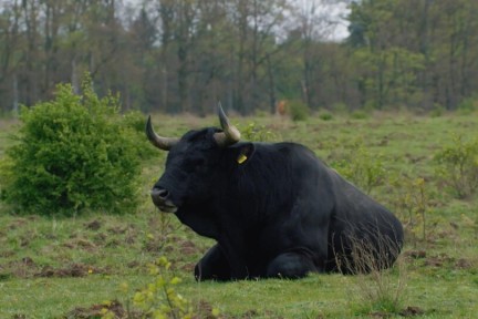 Sayaguesa runderen op de Veluwe