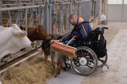 Italiaanse koeien in Santpoord-Zuid