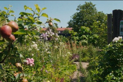 Plantenparadijs in de tuin in Dieren