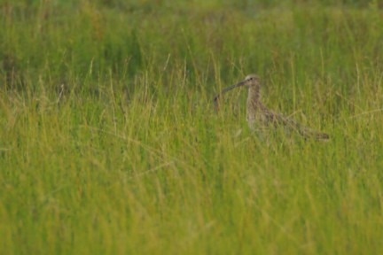 Achterbergse Hooilanden