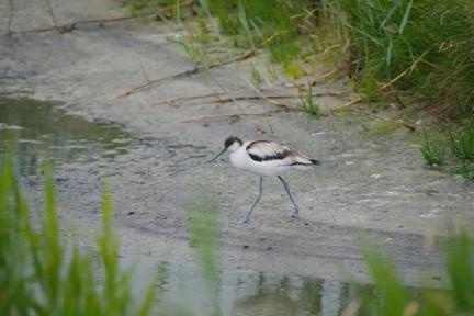 Strandbroeders spotten op Texel