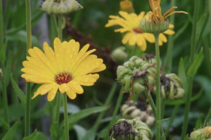 Een natuurlijke tuin vol bloeiers in de heuvels van Limburg