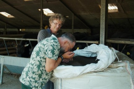 Deze Wagyu-runderen eten de resten van olijfolieproducties