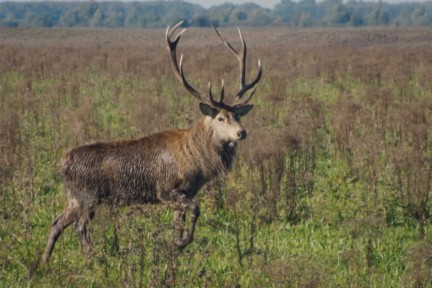 Boswachter Marieke ziet tijdens de bronst edelherten op zoek naar de liefde