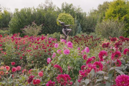 Tuin vol dahlia's in Limburg