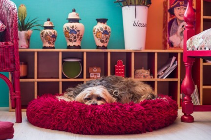 Kleurrijk appartement Gouda - Fotografie: Roos Eijmers