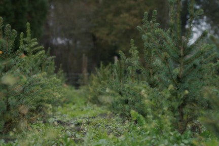 Een kleinschalige kerstbomenkwekerij