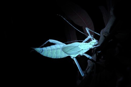 Fluorescerende planten in de Hortus Leiden