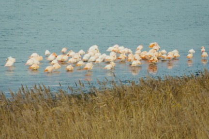 Ronald is filmmaker en natuurliefhebber. Hij maakt in zijn vrije tijd een film over een bijzondere diersoort in Zeeland: flamingo’s. Hoe is deze tropische vogel in Nederland terechtgekomen?