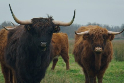 Alain is in De Biesbosch bij Jan. Hij woont al zijn hele leven op eiland de Vischplaats, waar hij met zijn zoon een melkveebedrijf runt. Alain gaat kijken én koken.