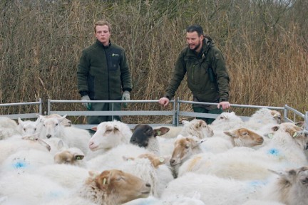 Boswachter Erik brengt de schapen van het Markiezaatsmeer naar het vasteland