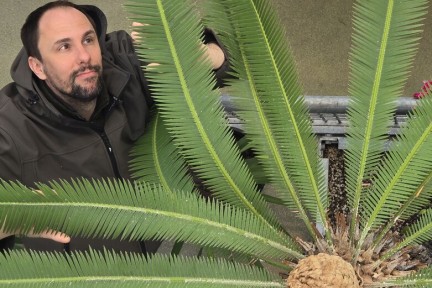 Cycadeeën zijn enorm bijzondere bomen. Onze plantenexpert Rogier vertelt je er alles over.