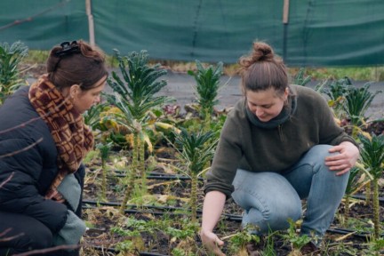 Rosah bezoekt Jersey stiertjes op een bijzondere boerderij