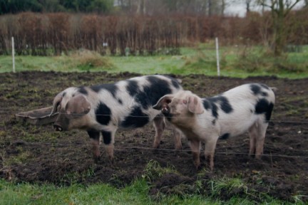 Leon Mazairac oogst aardperen in Veenhuizen