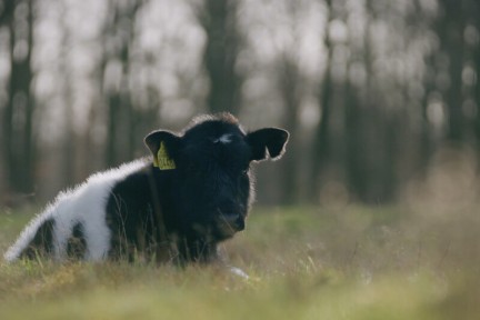De mooie heidekoe is terug op de manderheide