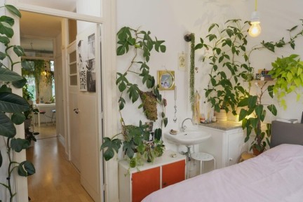 Dario’s tropische kamerplanten in Rotterdam