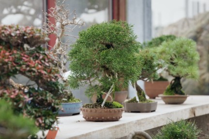 Bonsai boom