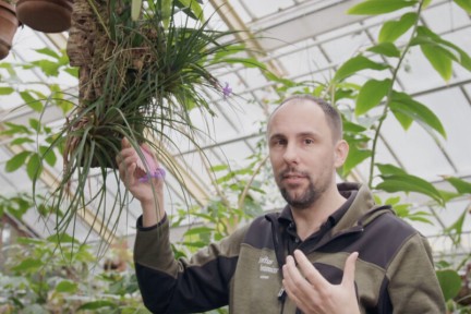 Rogier showt de tropische Bromelia