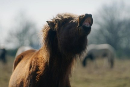 IJslandsepaarden in Brabant